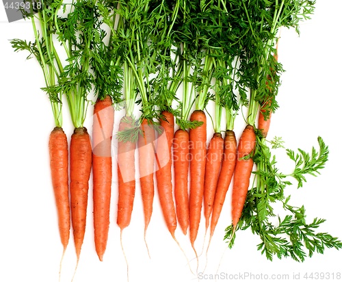 Image of Raw Carrots with Stems