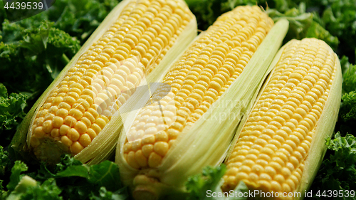 Image of Uncooked fresh corncobs on green