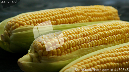 Image of Ripe corn ears with leaves 