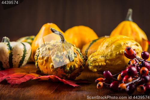 Image of Thanksgiving and Halloween still life with pumpkins