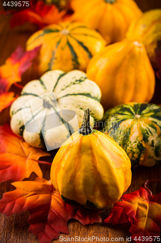 Image of Thanksgiving and Halloween still life with pumpkins