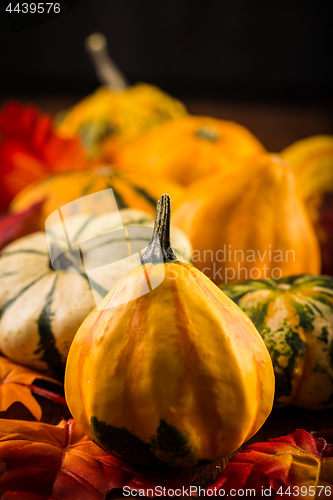 Image of Thanksgiving and Halloween still life with pumpkins