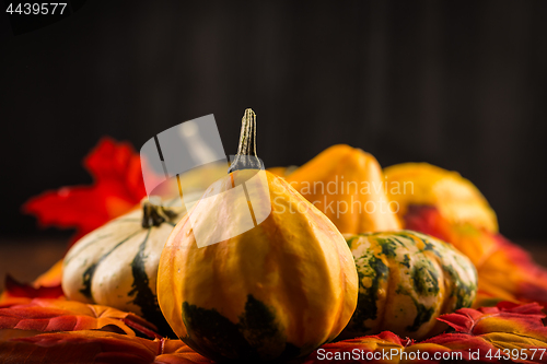 Image of Thanksgiving and Halloween still life with pumpkins