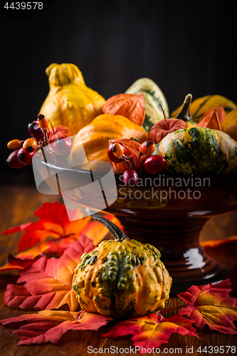 Image of Thanksgiving and Halloween still life with pumpkins