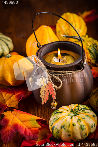 Image of Thanksgiving and Halloween still life with pumpkins