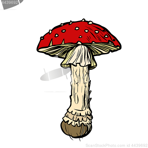 Image of Fly agaric. Poisonous mushroom
