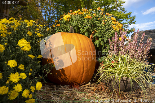 Image of autumn pumpkin with flowers