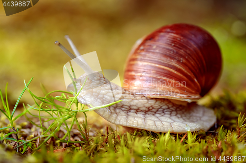 Image of Helix pomatia also Roman snail, Burgundy snail