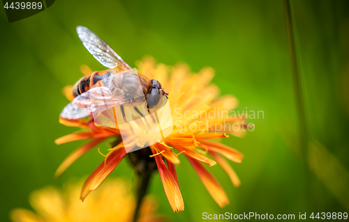 Image of Bee collects nectar from flower crepis alpina