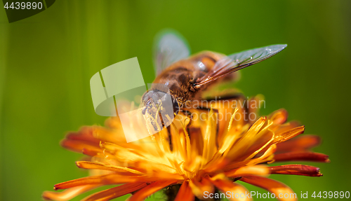 Image of Bee collects nectar from flower crepis alpina