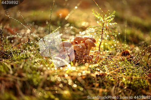 Image of Armillaria Mushrooms of honey agaric In a Sunny forest.