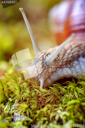 Image of Helix pomatia also Roman snail, Burgundy snail