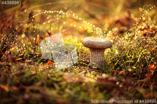 Image of Mushroom Boletus In a Sunny forest in the rain.