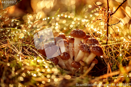 Image of Armillaria Mushrooms of honey agaric In a Sunny forest.