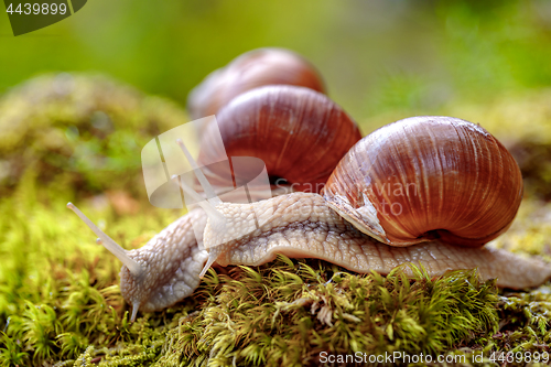 Image of Helix pomatia also Roman snail, Burgundy snail