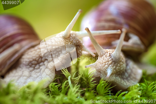 Image of Helix pomatia also Roman snail, Burgundy snail