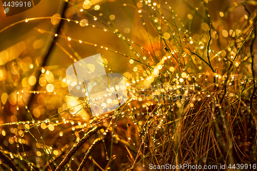 Image of Abstract Blurred background of summer rain in Sunny forest close