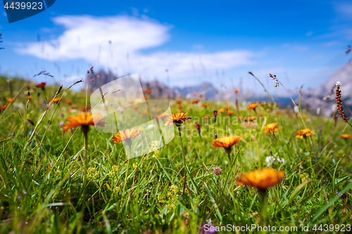 Image of Abstract background of Alpine flowers.