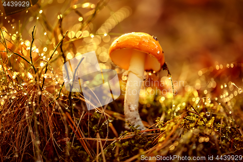 Image of Amanita muscaria, Fly agaric Mushroom In a Sunny forest in the r