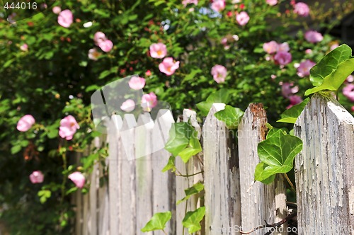 Image of Garden fence with roses
