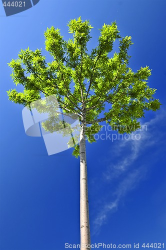 Image of Green tree