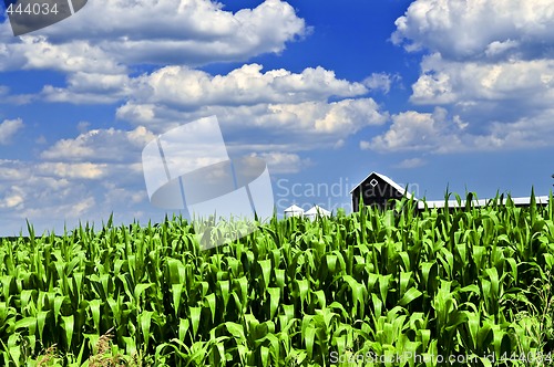 Image of Rural landscape