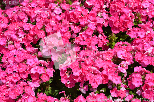 Image of Garden phlox