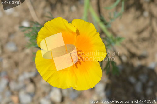 Image of Golden poppy flower