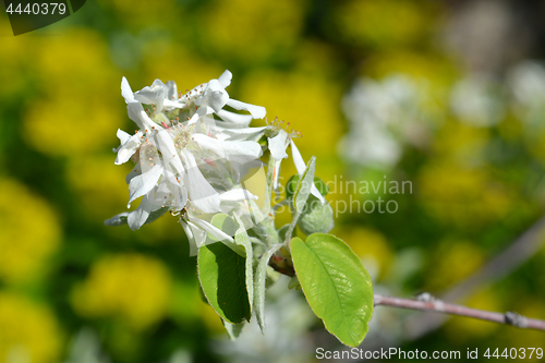 Image of Snowy mespilus