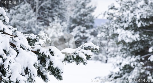 Image of Winter landscape