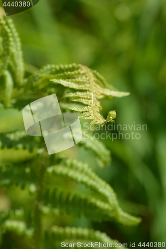 Image of Common fern