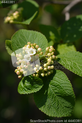 Image of Wayfaring tree flowers