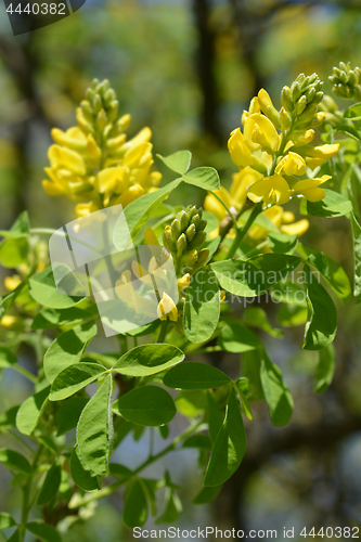 Image of Dalmatian laburnum