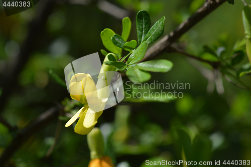 Image of Chinese pea shrub