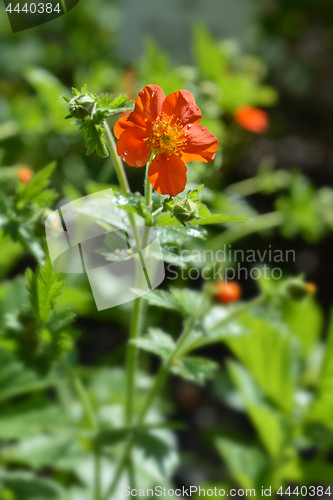 Image of Dwarf orange avens