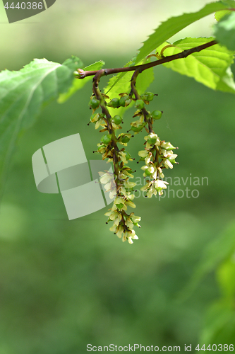 Image of spike tree