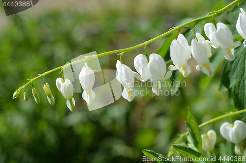 Image of Bleeding heart