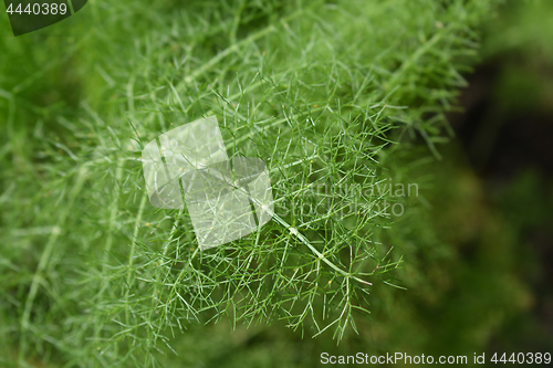 Image of Fennel