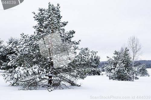 Image of Winter landscape