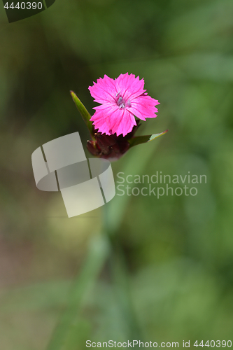 Image of Croatian pink