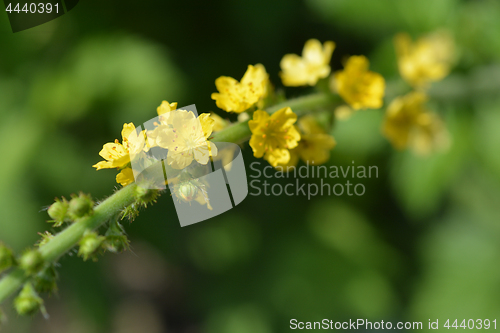 Image of Common agrimony flowers