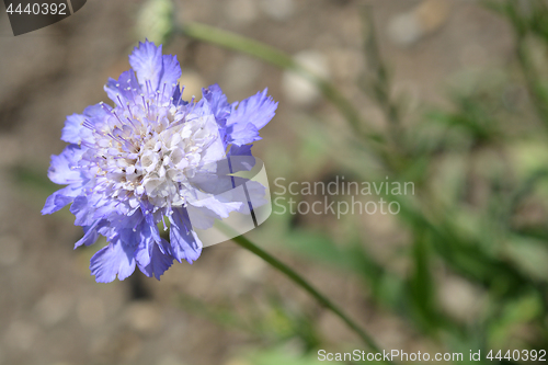 Image of Caucasian pincushion flower