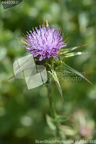 Image of Milk thistle flower