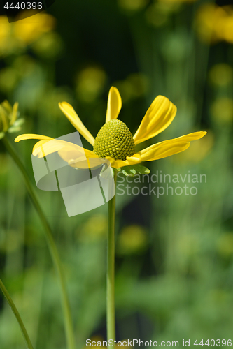 Image of Autumn Sun Coneflower