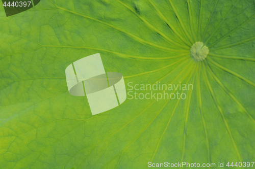 Image of Green leaf