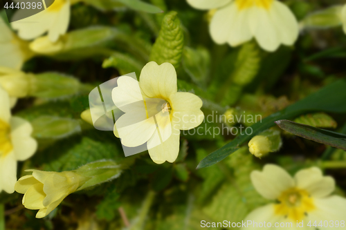 Image of Common primrose