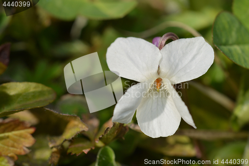 Image of Wood violet