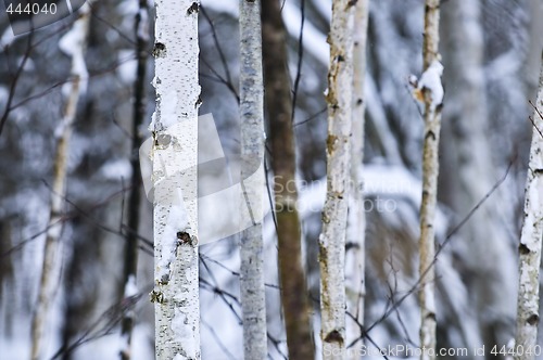 Image of Tree trunks in winter