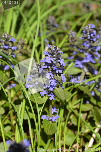 Image of Dark purple bugle