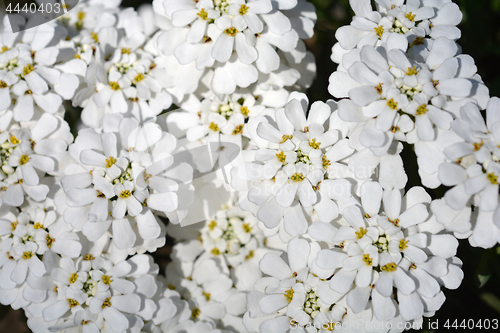 Image of Evergreen Candytuft